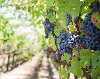 Agroforesterie-thumb